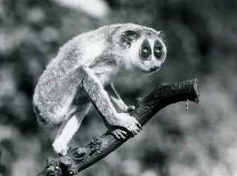 A Slender Loris Walking on a Branch, London Zoo, August 1926