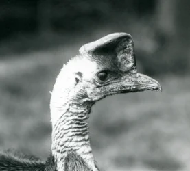 A Southern Cassowary at London Zoo, June 1925