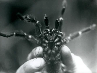 A Tarantula being held up to show its fangs from below, London Zoo, October 1925