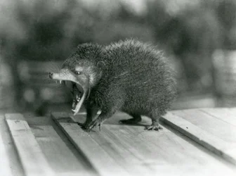 A Tenrec with its mouth open, showing its wide gape and sharp teeth, London Zoo