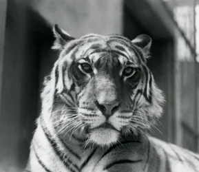 A Tiger at London Zoo in July 1924