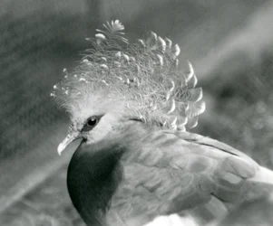 A Victoria Crowned Pigeon at London Zoo