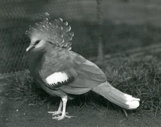 A Victoria Crowned Pigeon Standing on the Ground at London Zoo