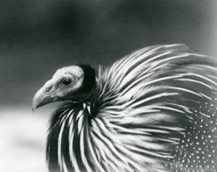 A Vulturine Guineafowl at London Zoo in 1927