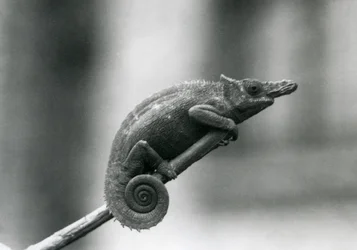 A West Usambara Two-horned Chameleon, London Zoo (1927)