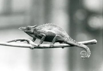A West Usambara Two-horned Chameleon, London Zoo (1927)