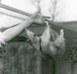 A Young Collared Tamandua hanging on to its keeper
