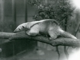 A Young Collared Tamandua walking along a branch at London Zoo, 24th April 1925