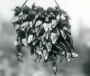Pelagic Gooseneck Barnacles at London Zoo, March 1925