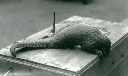 Critically Endangered Chinese Pangolin Peering Down Over the Edge of the Wooden Crate It Is Sitting On, London Zoo, July 1925