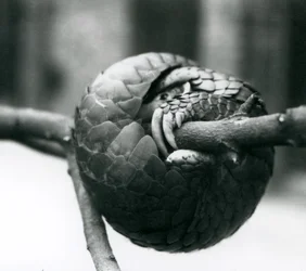 A Critically Endangered Chinese Pangolin Resting, Curled Around a Horizontal Branch, London Zoo (Pre 1930)