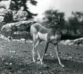 A Female Blackbuck at London Zoo