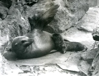 California Sea Lion Feeding Pup at London Zoo, July 1925