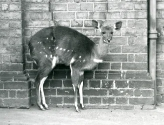 A Female Cape Bushbuck (Imbabala) Standing Against a Wall at London Zoo, October 1927