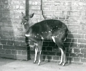 A Female Imbabala Cape Bushbuck Standing Against a Wall at London Zoo