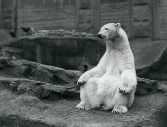 A female Polar Bear sitting on her haunches on the Mappin Terraces at London Zoo in September 1928