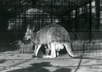 Red Kangaroo with Joey at London Zoo, 1922