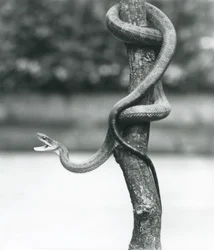 A Gaping Texas Rat Snake Coiled Around a Vertical Branch at London Zoo in August 1928