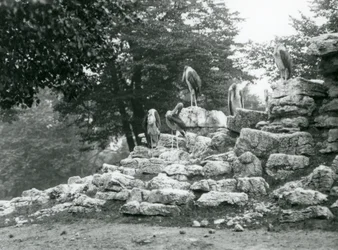 A group of five Marabou Stork standing on rocks in the Antelope Paddock at London Zoo in 1928