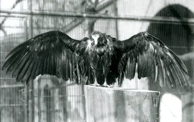 A hooded vulture, standing on a log with outstretched wings, enjoying an April shower at London Zoo, before 1930