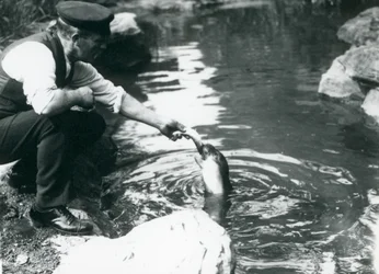 A keeper feeding fish to a young Hooded Seal in its pool at London Zoo, June 1914