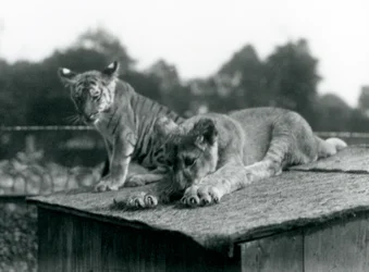 A lion and tiger cub sit together on the roof of their den, London Zoo, September 1925