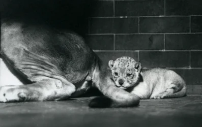 A lion cub lies down behind its mother