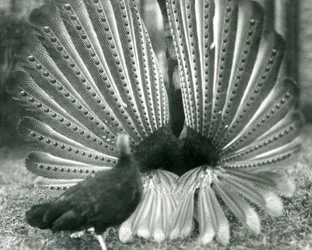 A male Argus Pheasant Great Argus courtship display, with a female standing beside him, London Zoo, January 1926