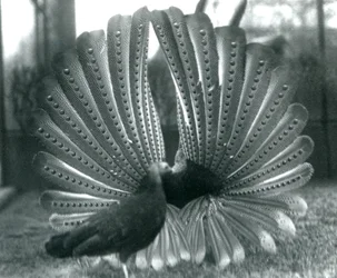 A male Argus Pheasant Great Argus courtship display, with a female standing beside him, London Zoo, January 1926
