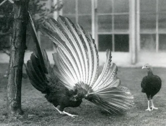 A Male Argus Pheasant Displaying His Wing and Tail Feathers, While a Female Stands in Front of Him, London Zoo, January 1926