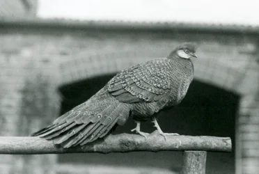 A male Grey Peacock Pheasant standing on his perch at London Zoo in 1931