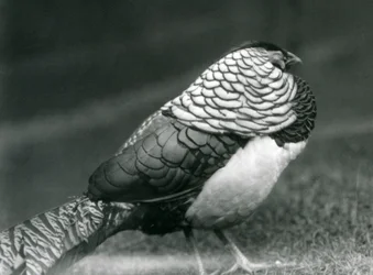 A male Lady Amherst