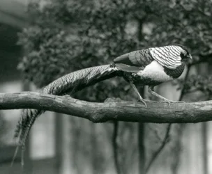 A male Lady Amherst