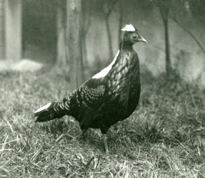 A male Swinhoes Pheasant at London Zoo, September 1923