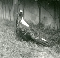 A male Swinhoes Pheasant at London Zoo, September 1923