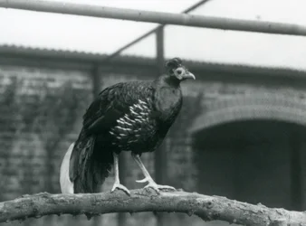 A Male Veillot