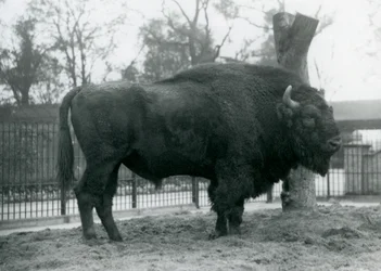 A Male European Bison Standing on the Grass in His Paddock, London Zoo, October 1927 (The Vulnerable European Bison Are Also Known as Wisent or European Wood Bison)