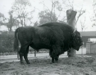 A Male European Bison Standing on the Grass in His Paddock, London Zoo, October 1927 (The Vulnerable European Bison Are Also Known as Wisent or European Wood Bison)