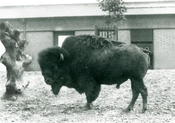 A near threatened American Bison bull standing in his paddock, London Zoo, 1927