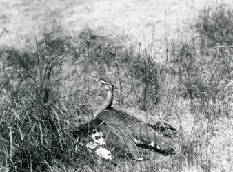 Arabian Bustard at London Zoo, July 1925