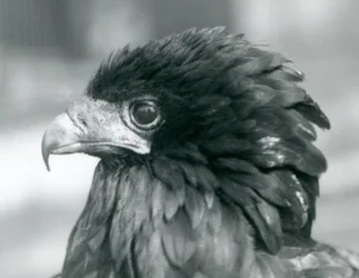 A near threatened Bateleur Eagle at London Zoo