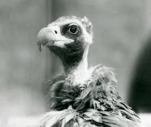 A near threatened Eurasian Black Vulture at London Zoo