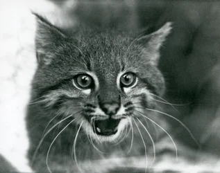 A near threatened Pampas Cat/Pantanal Cat/Colocolo at London Zoo in 1929