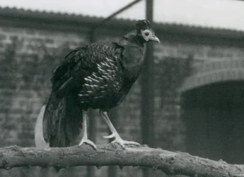 A near threatened Viellot