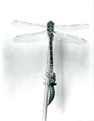 A newly emerged Golden-ringed Dragonfly dries its wings while resting on a reed above its empty larval shell, or exuvia, London Zoo, 1925