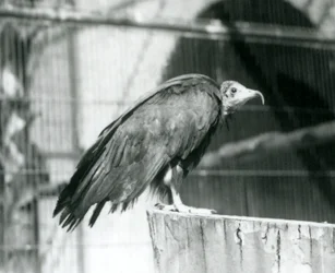 Hooded Vulture at London Zoo, September 1925