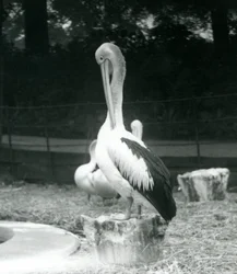 Pelican Preening at London Zoo, September 1925