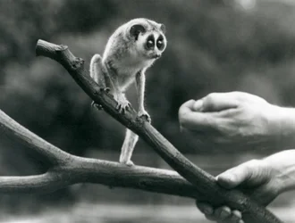 Slender Loris at London Zoo, August 1926