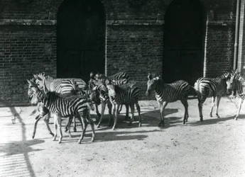 A Small Herd of Chapman