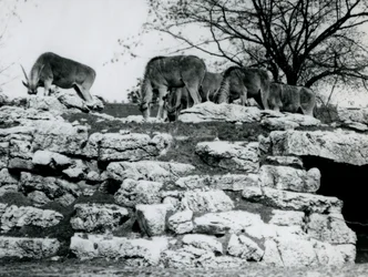 A small herd of Common Eland grazing amongst the rocks in the Eland Antelope Paddock at London Zoo in June 1925